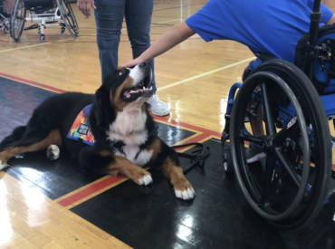 Where Do I Find a Service Dog in South Florida?