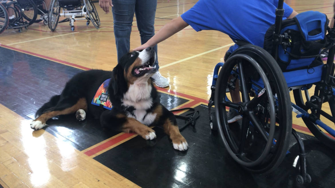 Where Do I Find a Service Dog in South Florida?